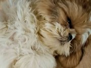 Saf ırk shihtzu