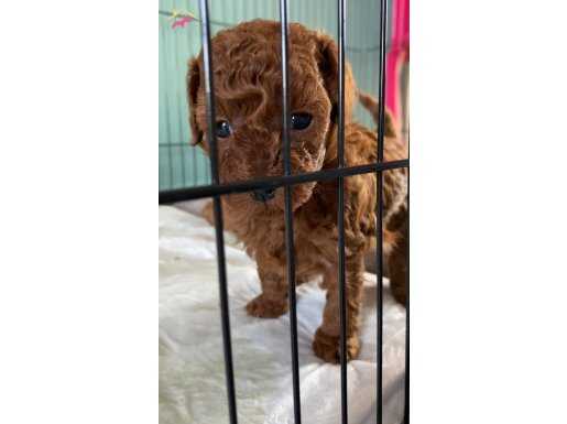  Orjinal toypoodle bebişler 