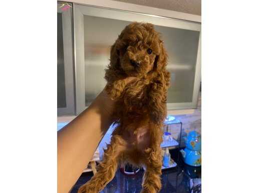 Uyguna verilicek a kalite orjinal toypoodle