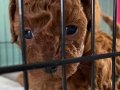  Orjinal toypoodle bebişler 