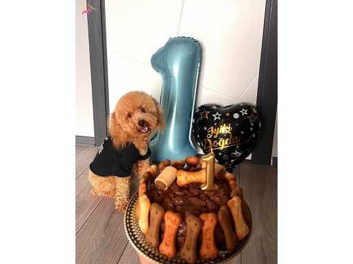SAFKAN EĞİTİMLİ TOY POODLE