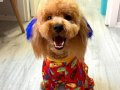 ORİJİNAL SAFKAN TOY POODLE