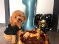 SAFKAN EĞİTİMLİ TOY POODLE