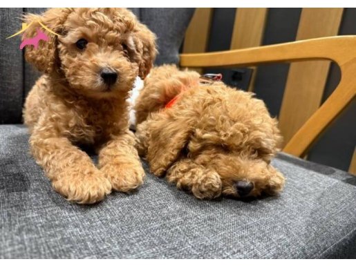 Temel eğitimleri olan 3 aylık erkek köpeğimiz…