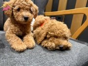 Temel eğitimleri olan 3 aylık erkek köpeğimiz…