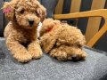 Temel eğitimleri olan 3 aylık erkek köpeğimiz…