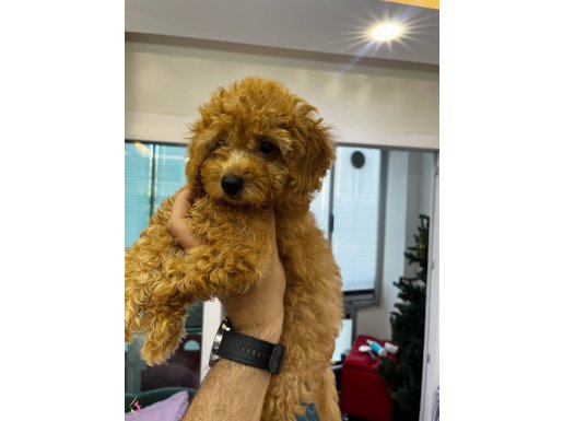 2.5 aylık safkan toy poodle