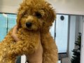 2.5 aylık safkan toy poodle