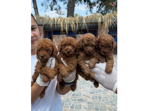 Sevimli toy poodle yavrularımız 