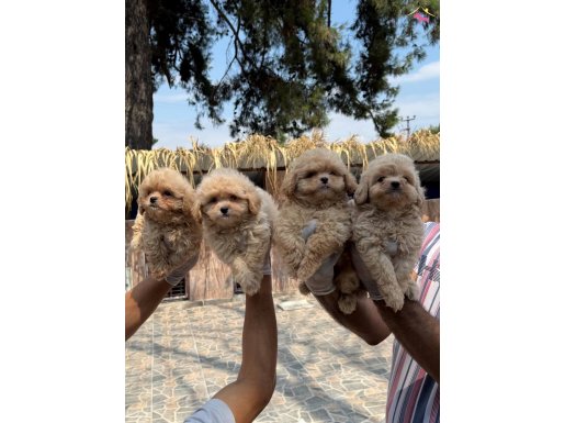 Çok tatlı Maltipoo yabrularımız