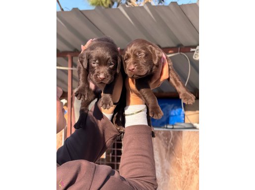 Sevimli Labrador bebeklerimiz 