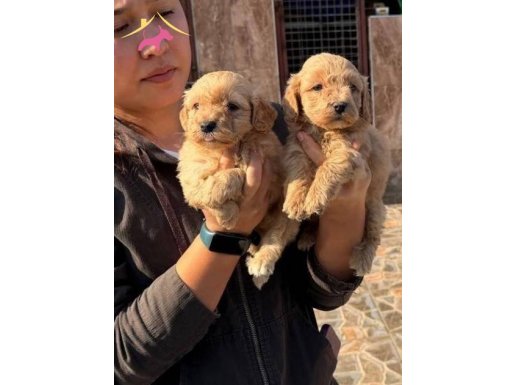 2 Aylık Kıvırcık Tüy Yapılı Maltipoo Yavruları