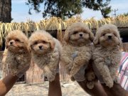 Çok tatlı Maltipoo yabrularımız