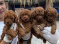 Sevimli toy poodle yavrularımız 