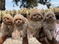 Çok tatlı Maltipoo yabrularımız