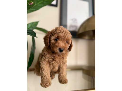 Toy Poodle yavrular ev ortamında büyümüş
