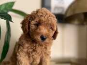Toy Poodle yavrular ev ortamında büyümüş