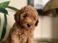 Toy Poodle yavrular ev ortamında büyümüş