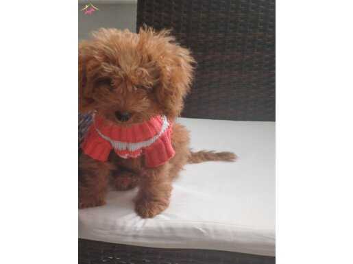 Dişi Toy poodle 8 aylık uysal
