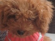 Dişi Toy poodle 8 aylık uysal
