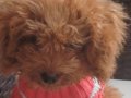 Dişi Toy poodle 8 aylık uysal