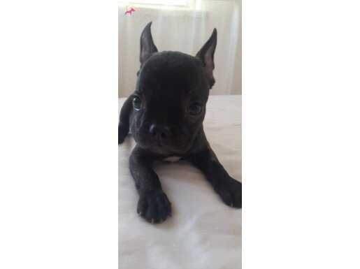 Yavru Fransız bulldog