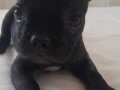Yavru Fransız bulldog