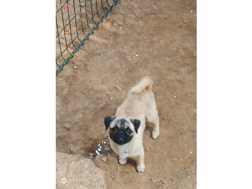 Pug Rıfkı