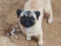 Pug Rıfkı