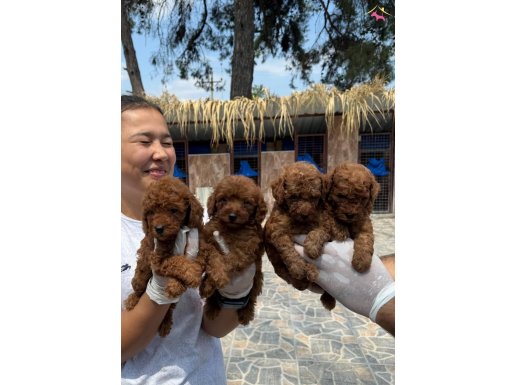 Toy Poodl yavurlarmız  bizde