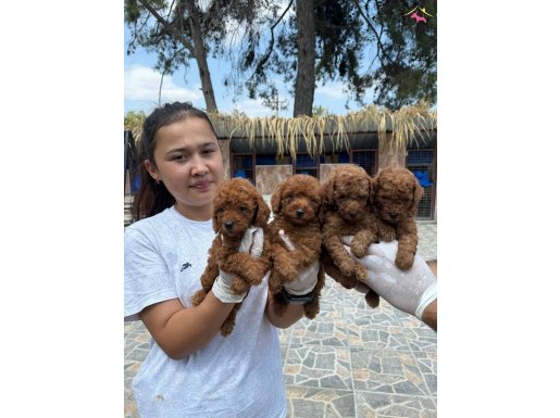 Maltıpoo bebeşler  bızde