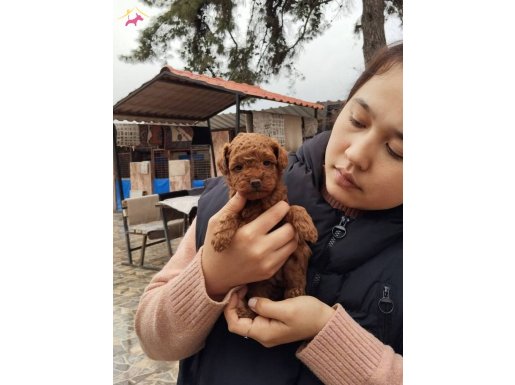 Zekası Küpü Toy  Poodle bebeklerimiz 