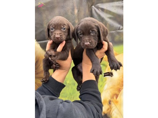 Çikolata ve Siyah Labrador bebekler bizde