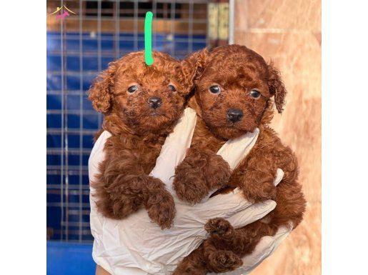 Türkiye'nin en büyük ve prestijli tesislerinden Kore red dark Poodl bebeklerimiz 