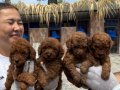 Toy Poodl yavurlarmız  bizde