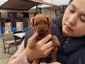 Zekası Küpü Toy  Poodle bebeklerimiz 