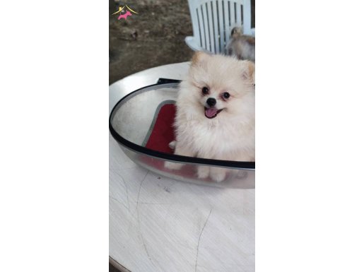Pomerian boo 2 aylık erkek