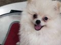 Pomerian boo 2 aylık erkek