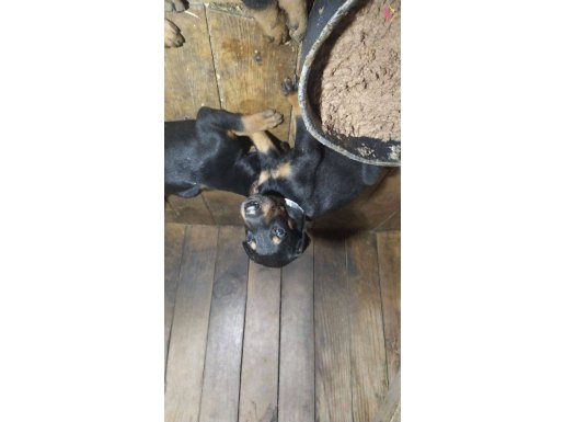 Üst kalite Kızıl ve Siyah Doberman yavruları 