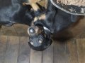 Üst kalite Kızıl ve Siyah Doberman yavruları 