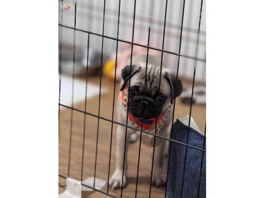 3 aylık orijinal pug 