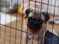 3 aylık orijinal pug 