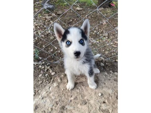 Irk garantili husky yavrularımız