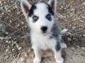 Irk garantili husky yavrularımız