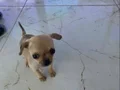 2 aylık minik erkek yavrularımız yeni yuvalarını bekliyorlar