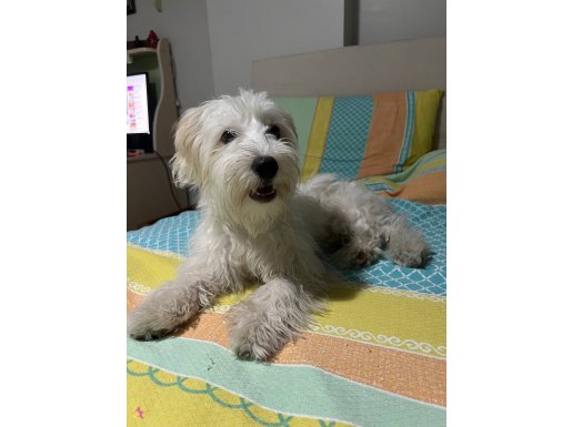 Çokk acill tatlış oğlumuzu sahibini bulmalıyımm 