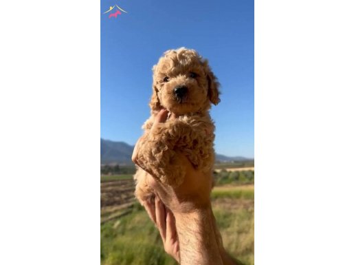 Poodle yavru köpek