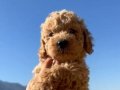 Poodle yavru köpek