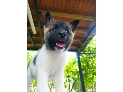 Çocuk dostu akita