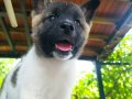Çocuk dostu akita